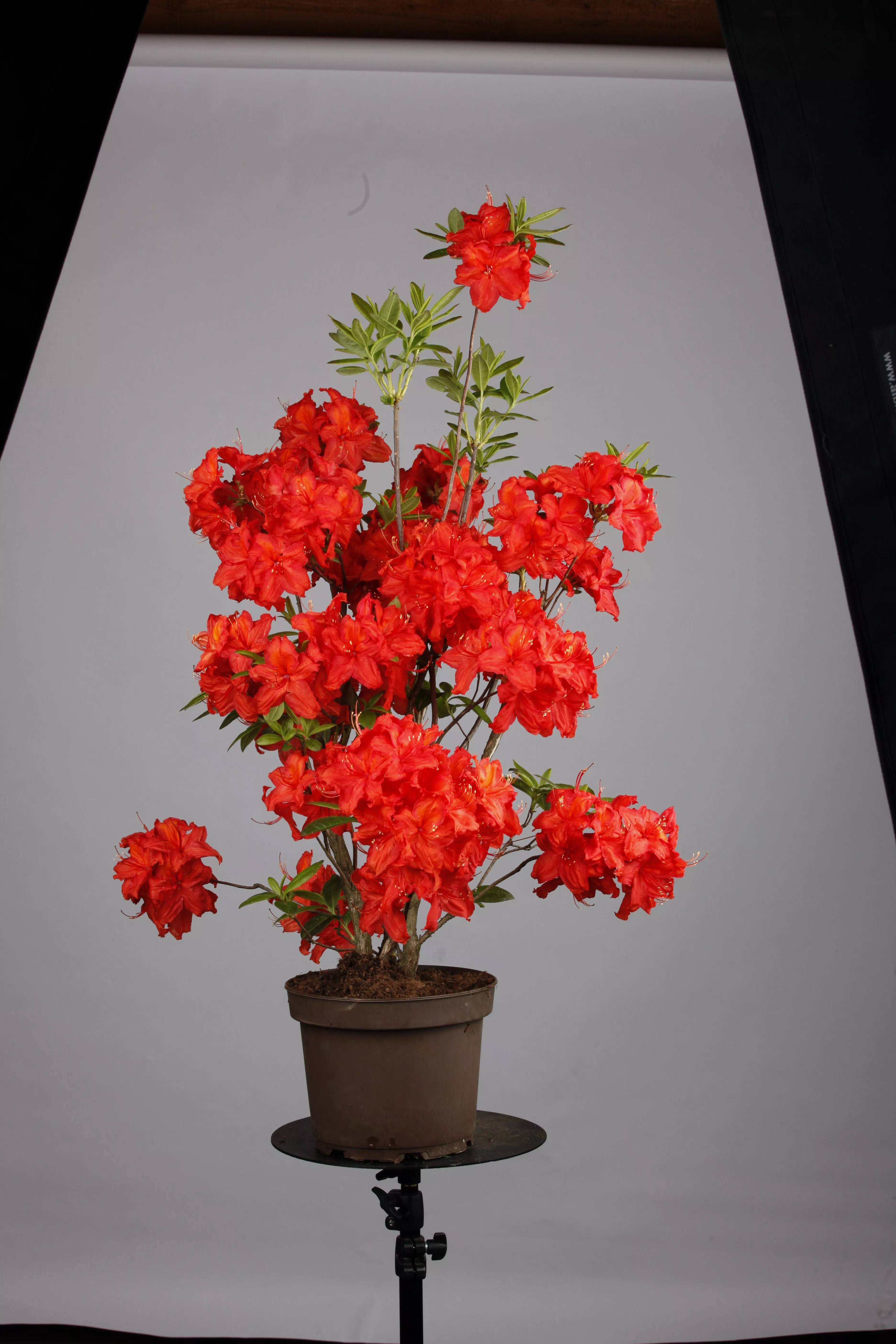 Rhododendron luteum 'Feuerwerk', Sommergrne Azalee 'Feuerwerk'
