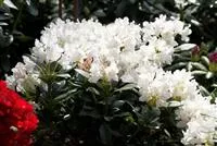 Rhododendron 'Cunninghams White', Rhododendron 'Cunningham's White'