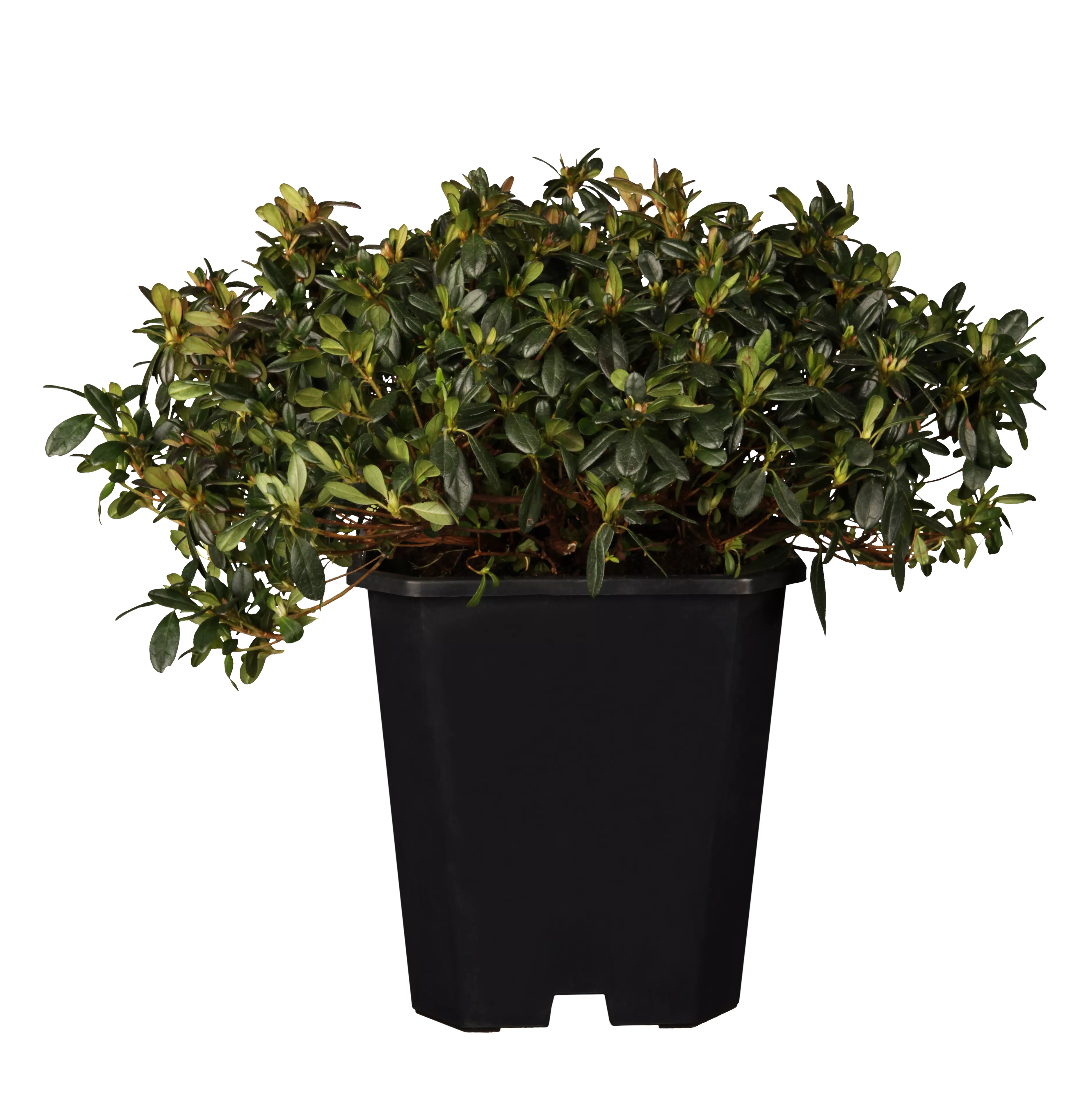 thuja smaragd garten Thuja Smaragd kaufen main image 1
