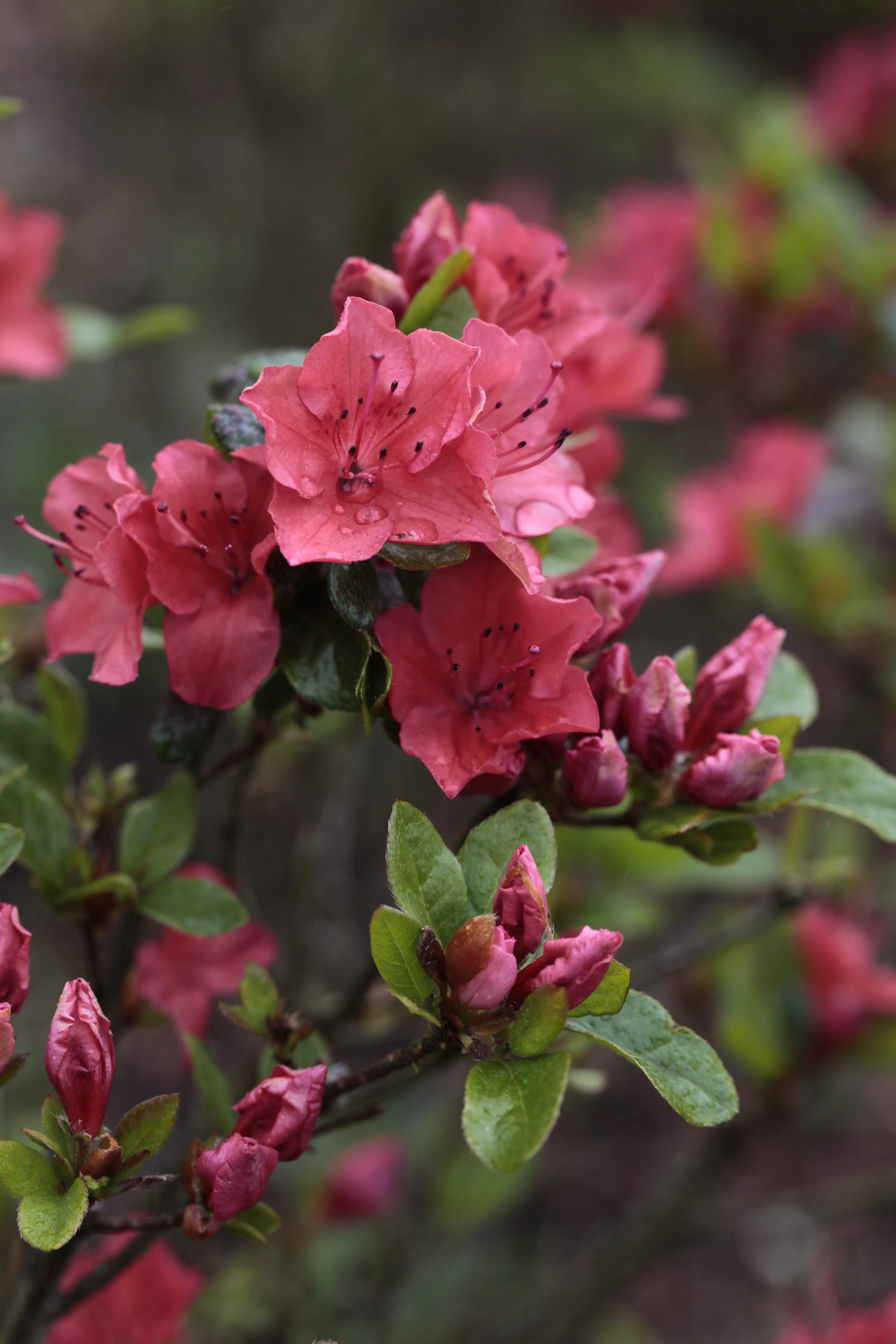 Rhododendron obtusum, Japanische Azalee