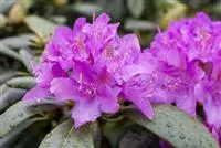 Rhododendron 'Alfred', Rhododendron-Hybride 'Alfred'