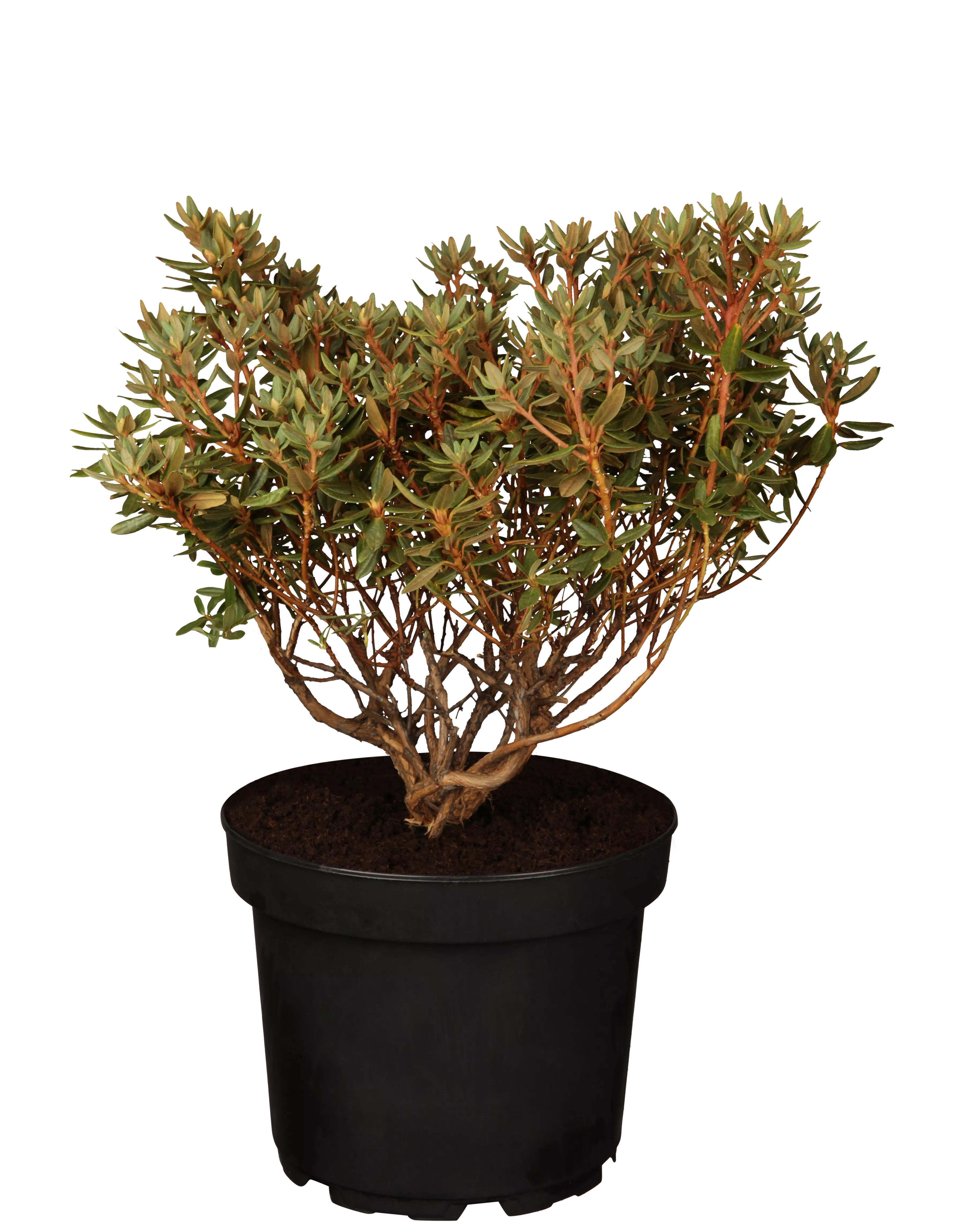 yellow thuja Arborvitae American - Thuja Occidentalis main image 0