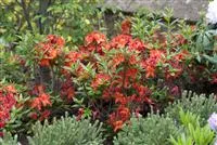 Rhododendron luteum 'Parkfeuer', Sommergrne Azalee 'Parkfeuer'