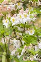 Rhododendron luteum 'Persil', Sommergrne Azalee 'Persil'