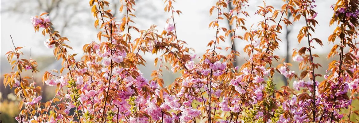 Prunus serrulata 'Kanzan'