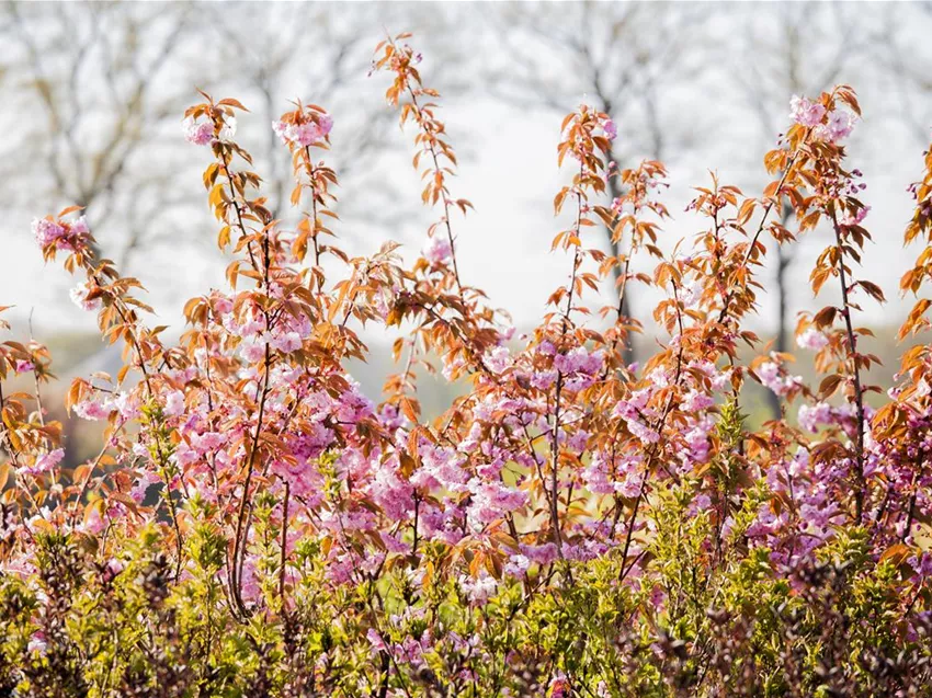 Prunus serrulata 'Kanzan'