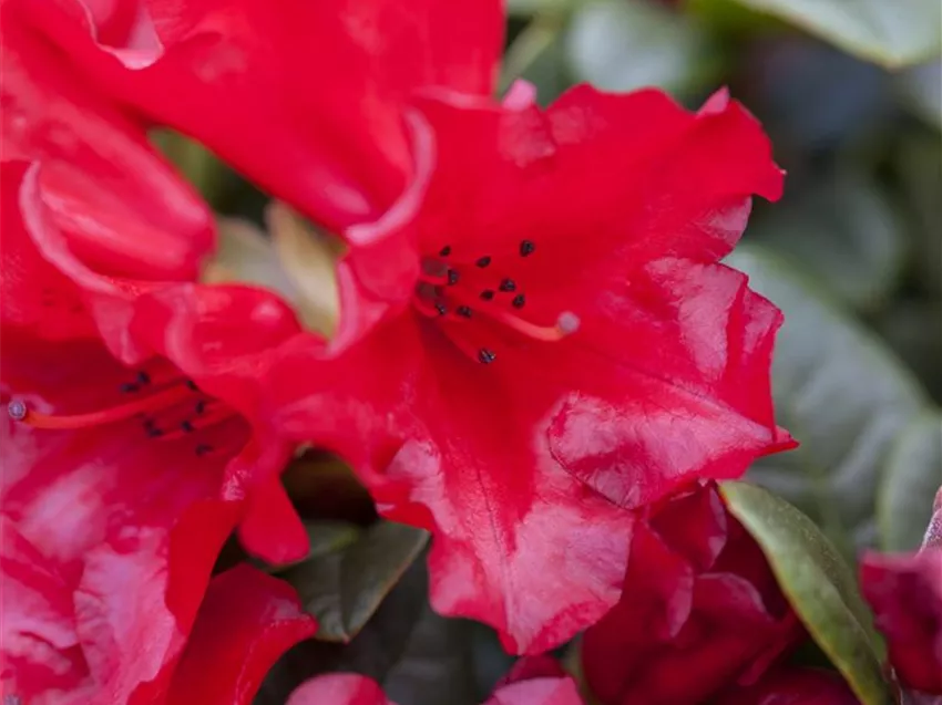 Rhododendron repens 'Bengal'