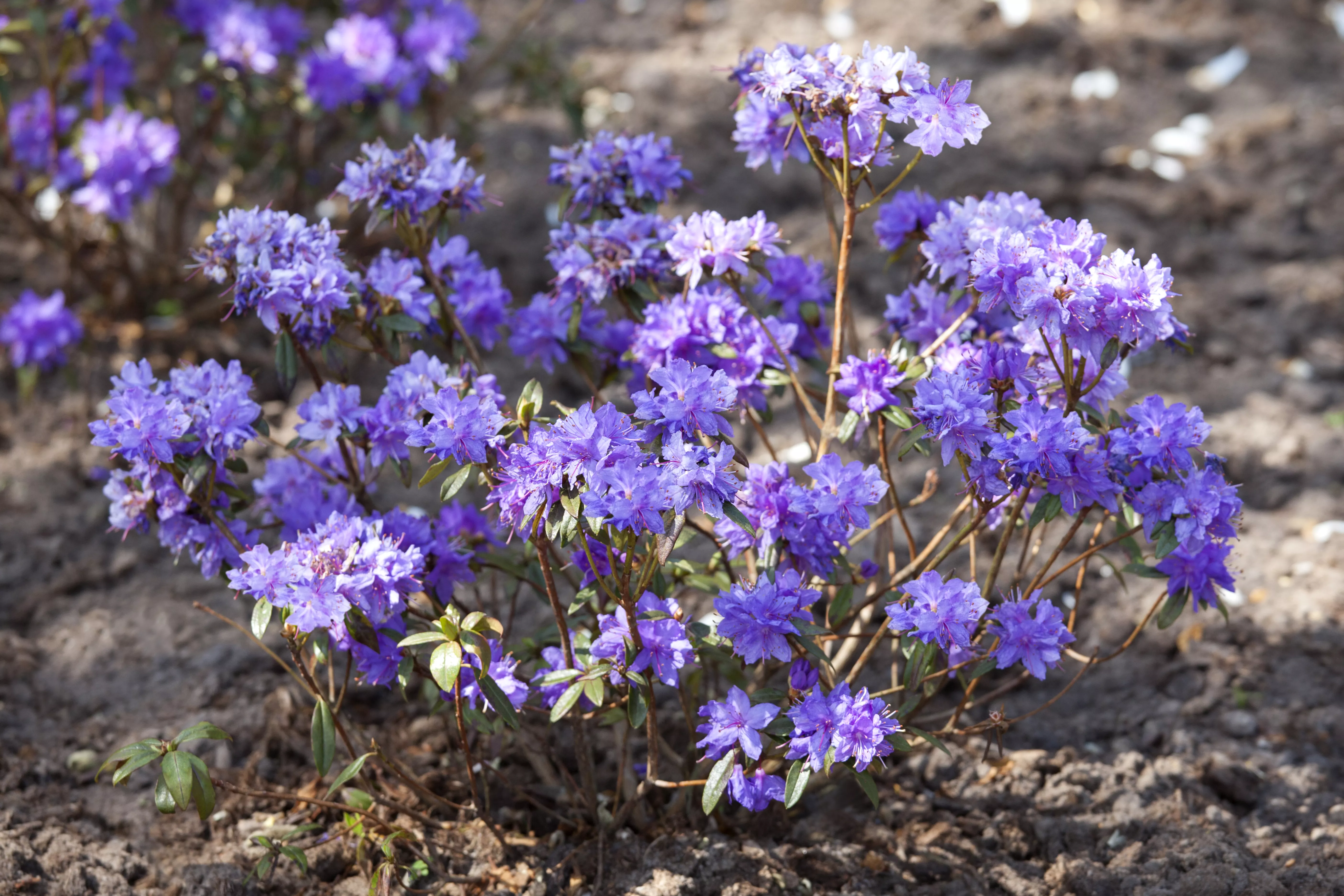 Rhododendron russatum 'Gletschernacht'