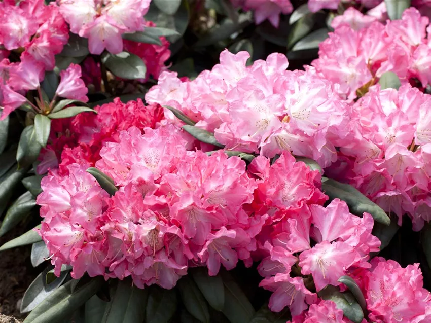 Rhododendron yakushimanum 'Anuschka'