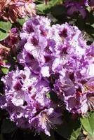 Rhododendron 'Pfauenauge', Rhododendron-Hybride 'Pfauenauge'
