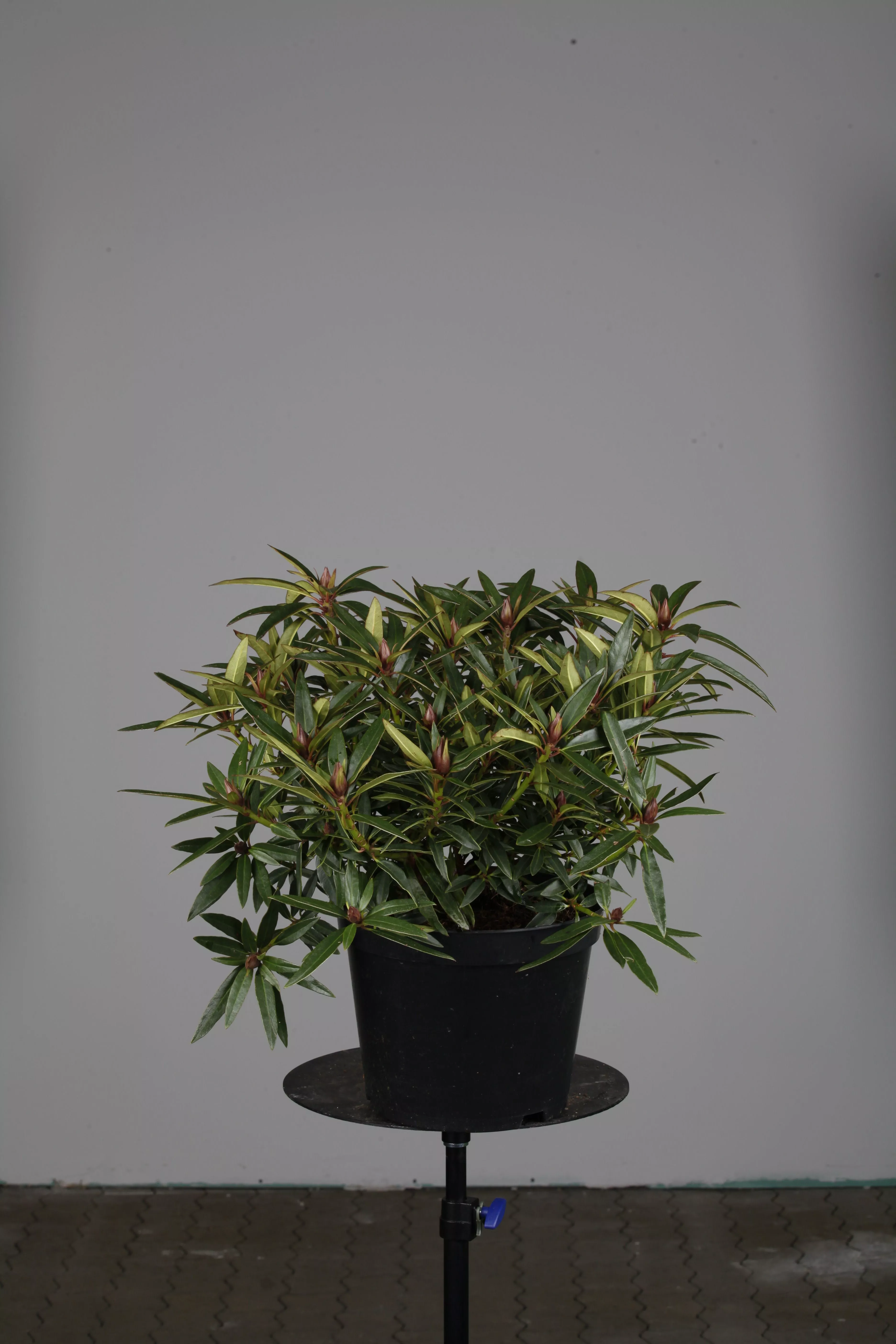 Rhododendron ponticum 'Graziella', Pontischer Rhododendron 'Graziella'
