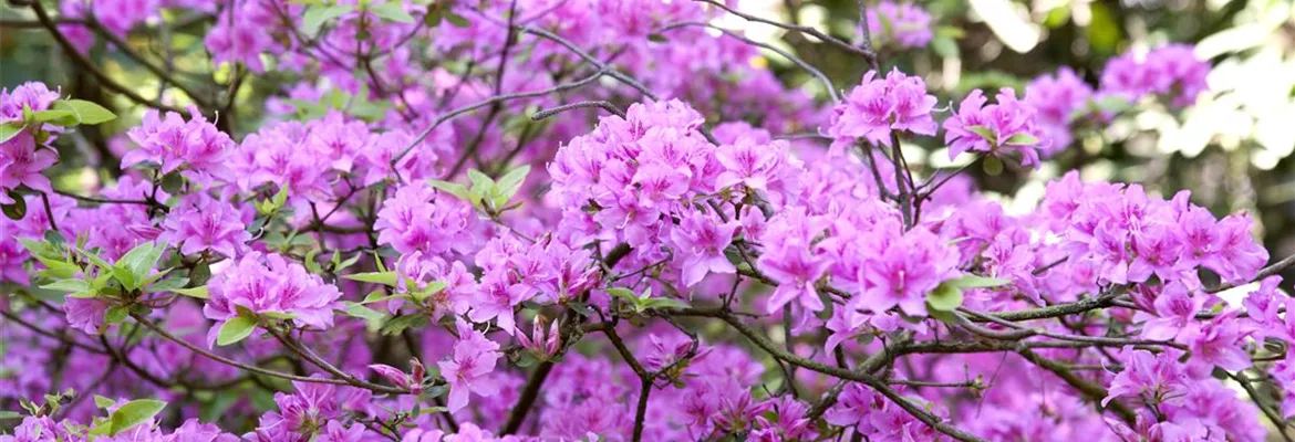 Rhododendron 'Praecox'