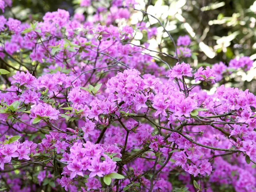Rhododendron 'Praecox'