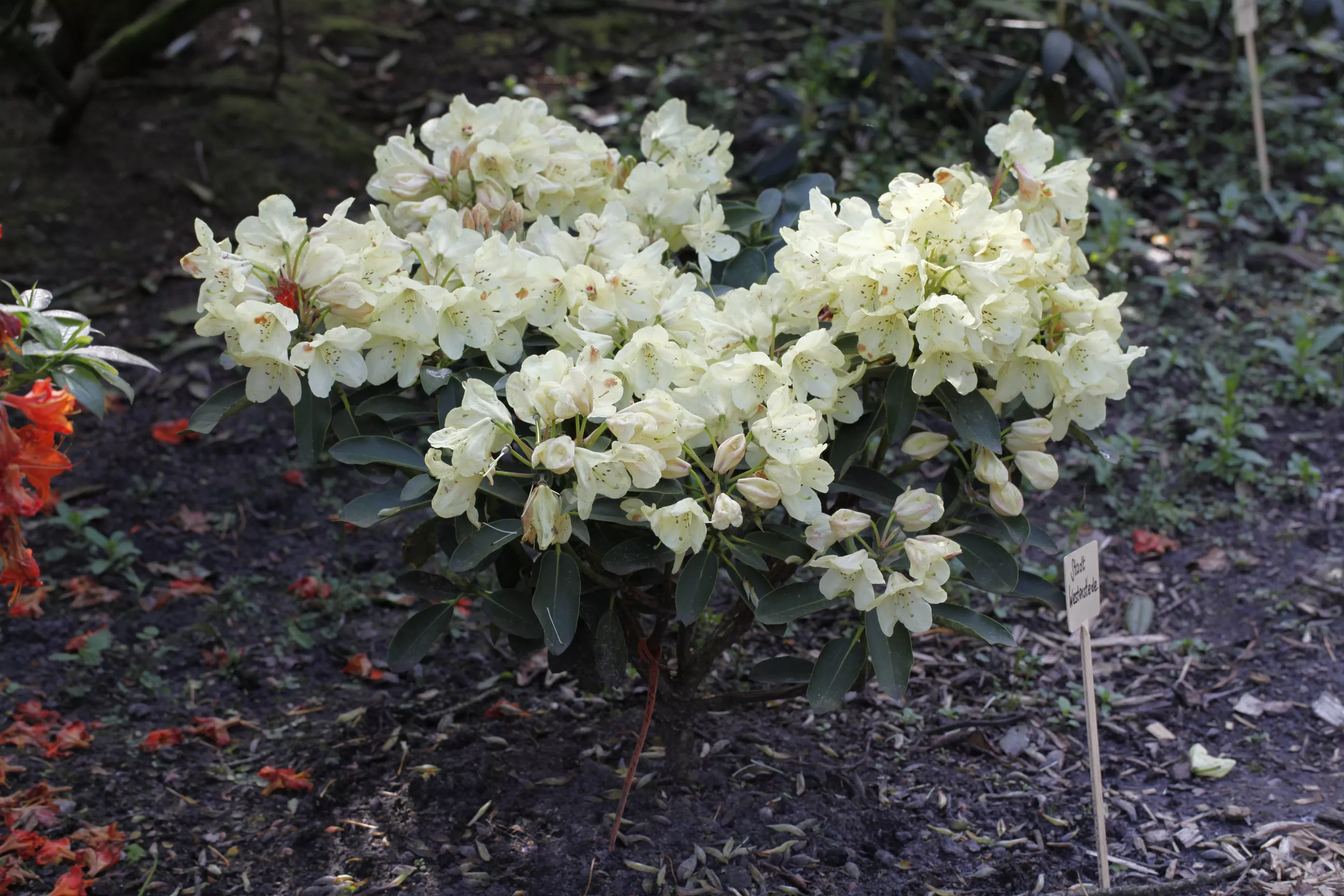 Rhododendron 'Stadt Westerstede'