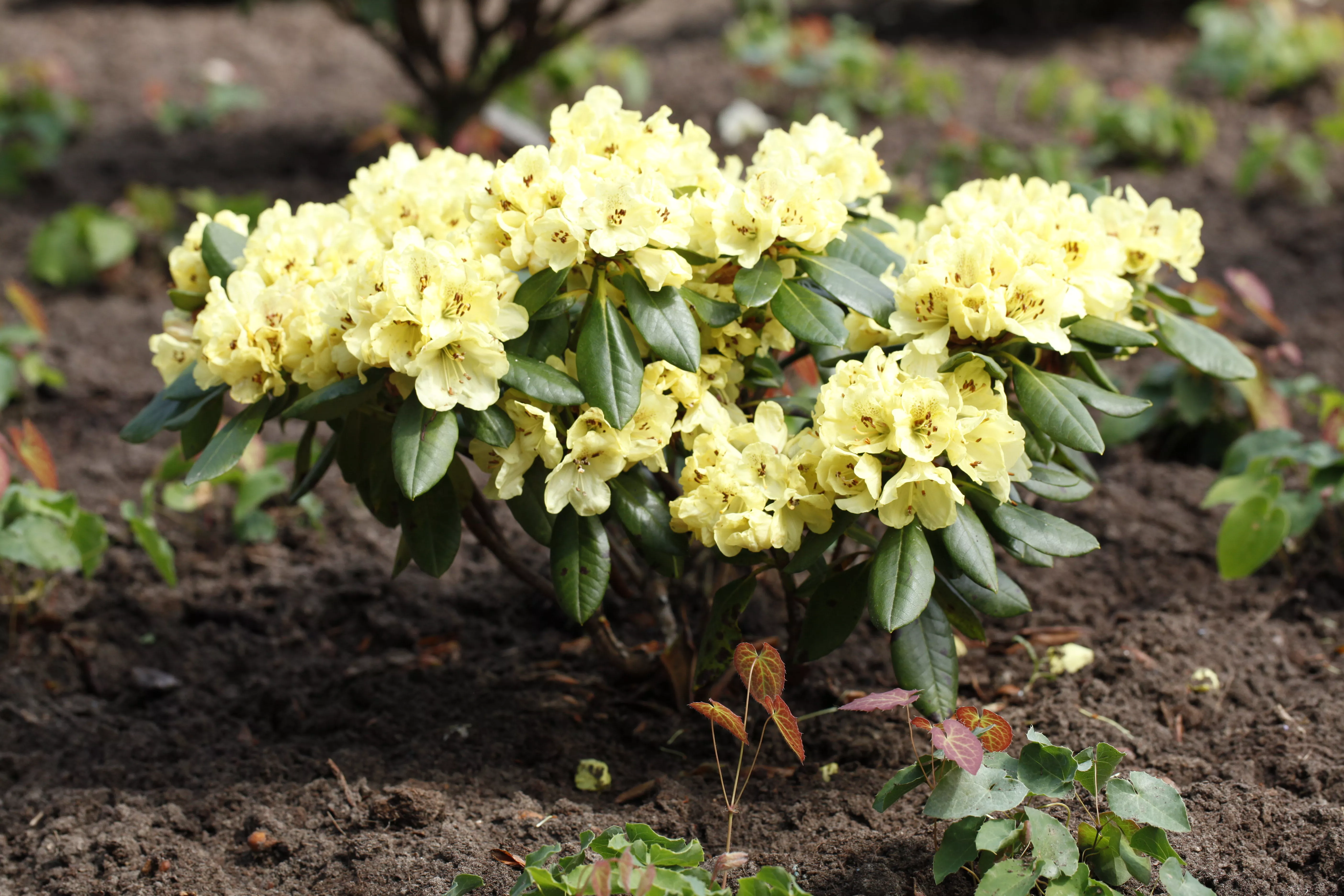 Rhododendron yakushimanum 'Goldprinz', Yaku-Rhododendron 'Goldprinz'