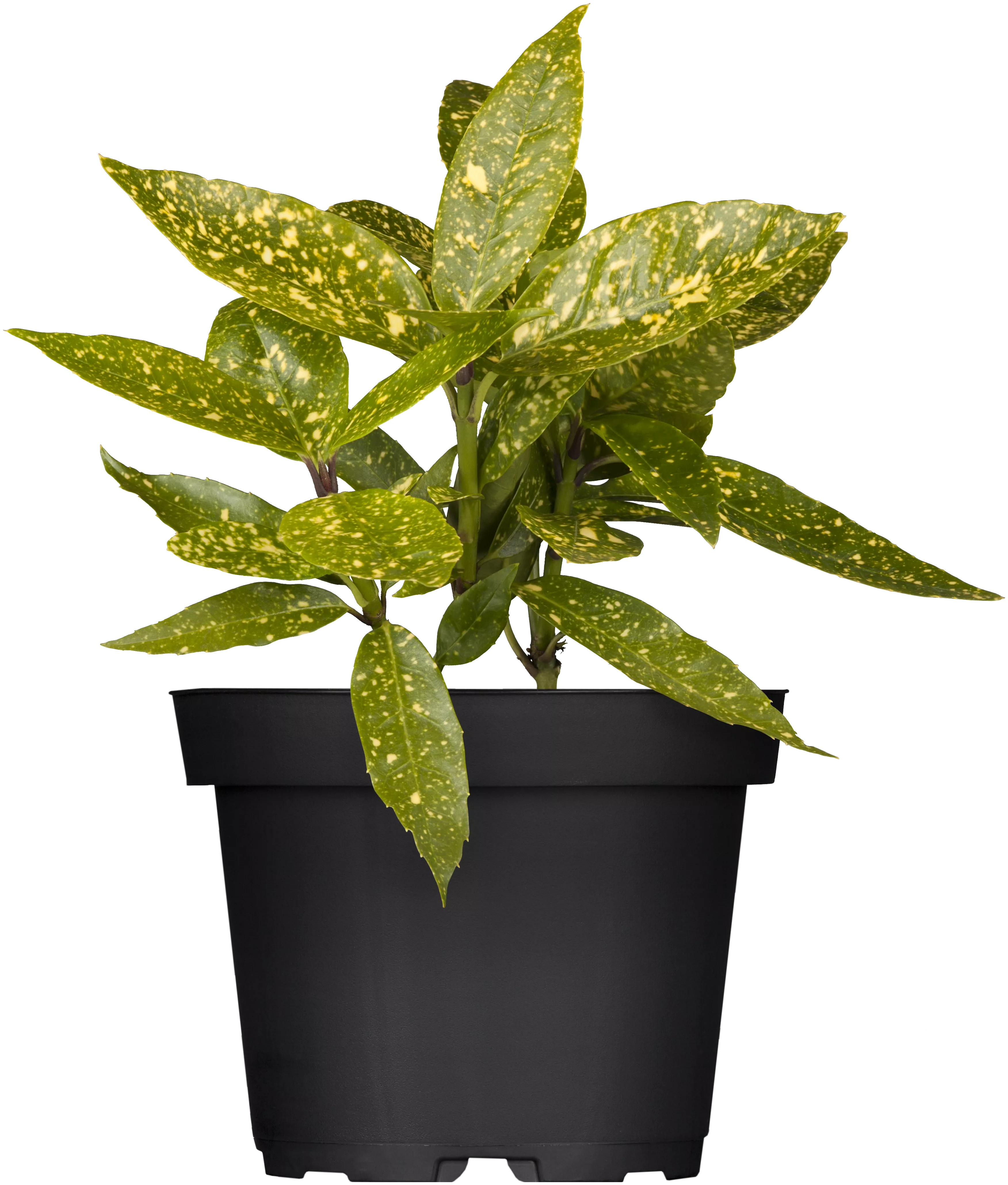 Aucuba japonica 'Variegata', Japanische Aucube 'Variegata'