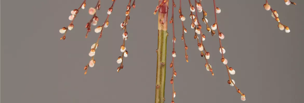 Salix caprea 'Pendula'