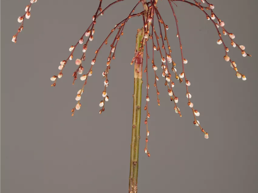 Salix caprea 'Pendula'