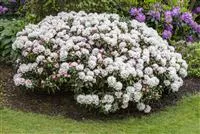 Rhododendron yakushimanum 'Koichiro Wada', Rhododendron 'Koichiro Wada'