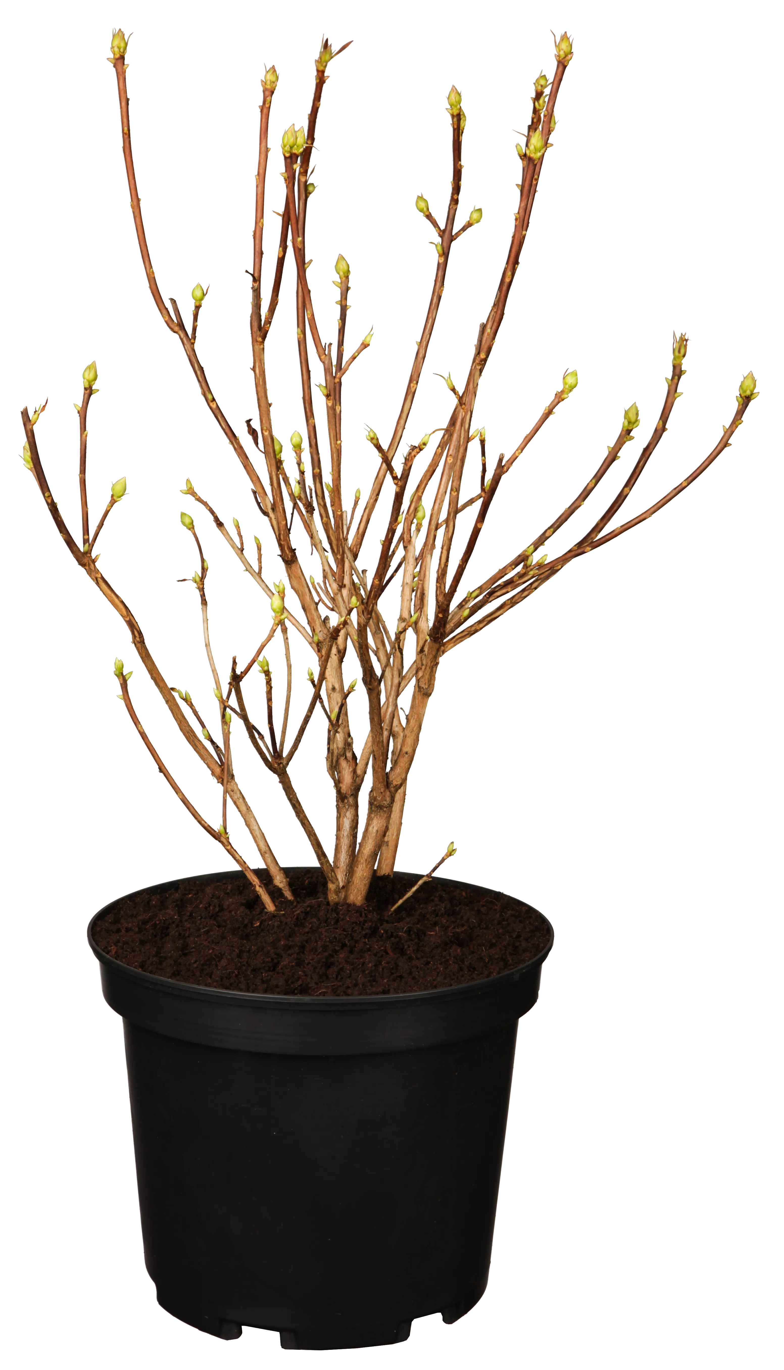 Rhododendron viscosum 'Quiet Thoughts'