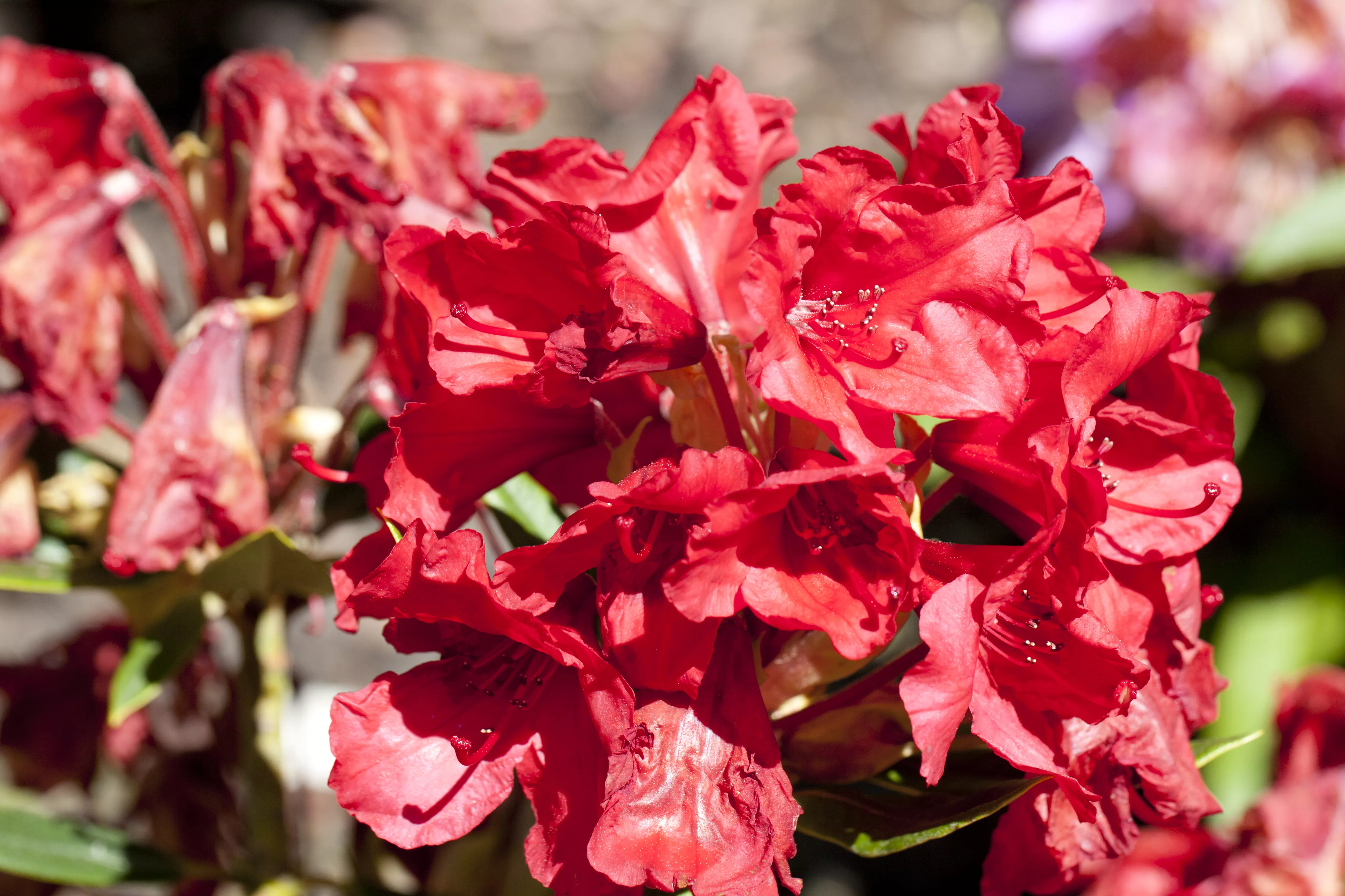 zimmerpflanze rhododendron Rhododendron 'Hydon Velvet' Weiß-Rosa kaufen