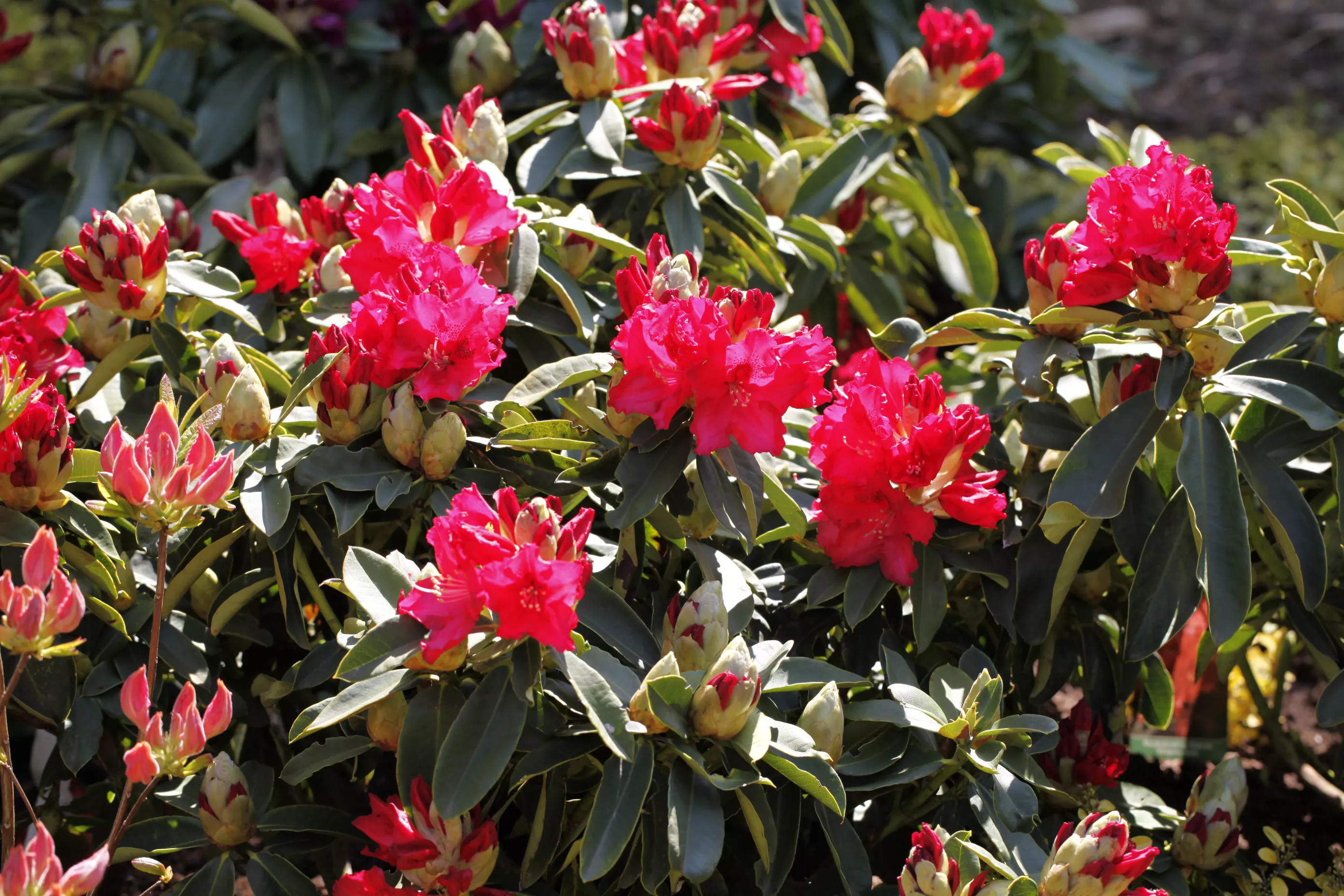 Rhododendron 'Wilgens Ruby'