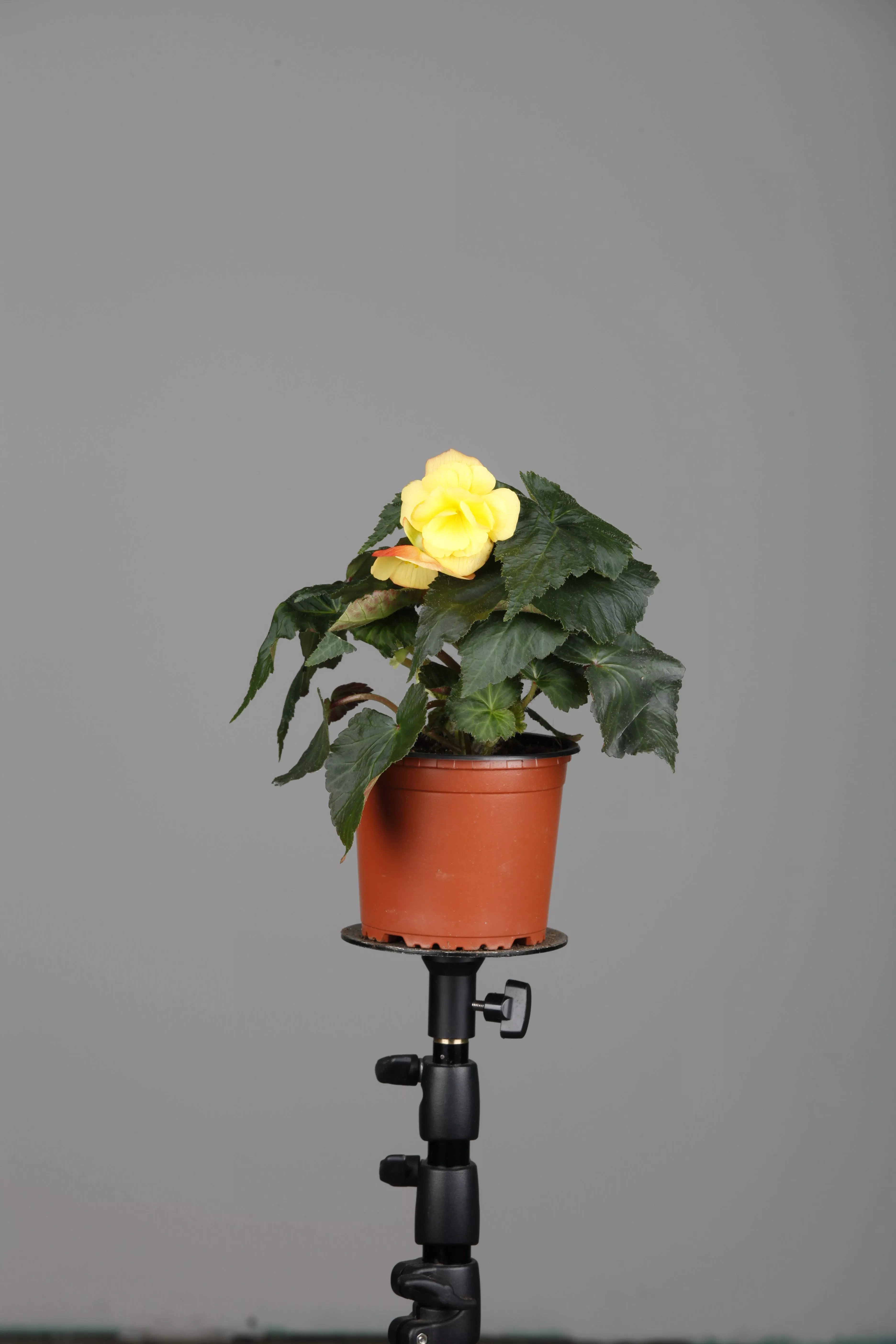 Begonia x tuberhybrida, Knollenbegonie
