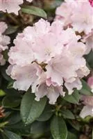 Rhododendron yakushimanum 'Schneekrone', Yaku-Rhododendron 'Schneekrone'