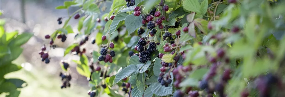 Brombeeren – wilde Leckereien mit langer Tradition
