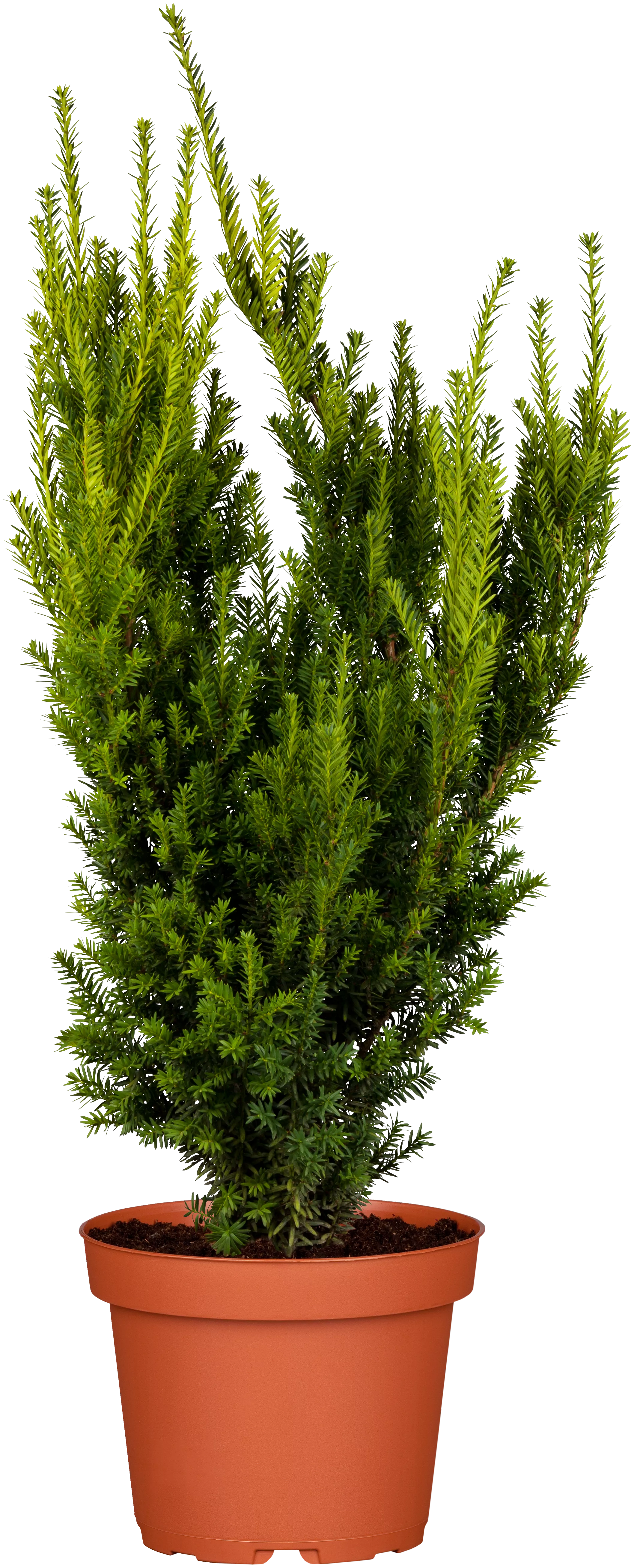Taxus media 'Straight Hedge', Spalier-Eibe 'Straight Hedge'