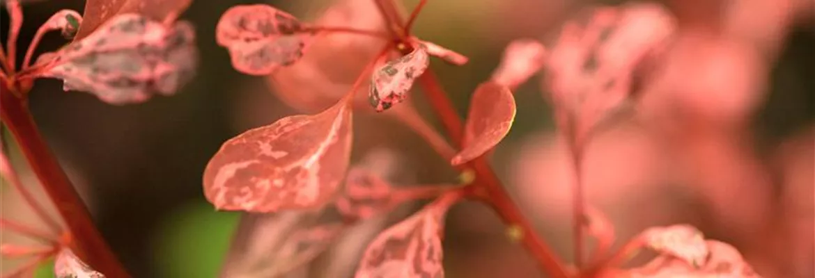 Berberis thunbergii 'Rosy Rocket'