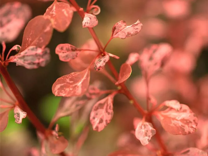 Berberis thunbergii 'Rosy Rocket'