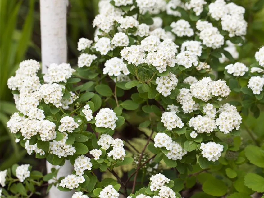 Spiraea x vanhouttei