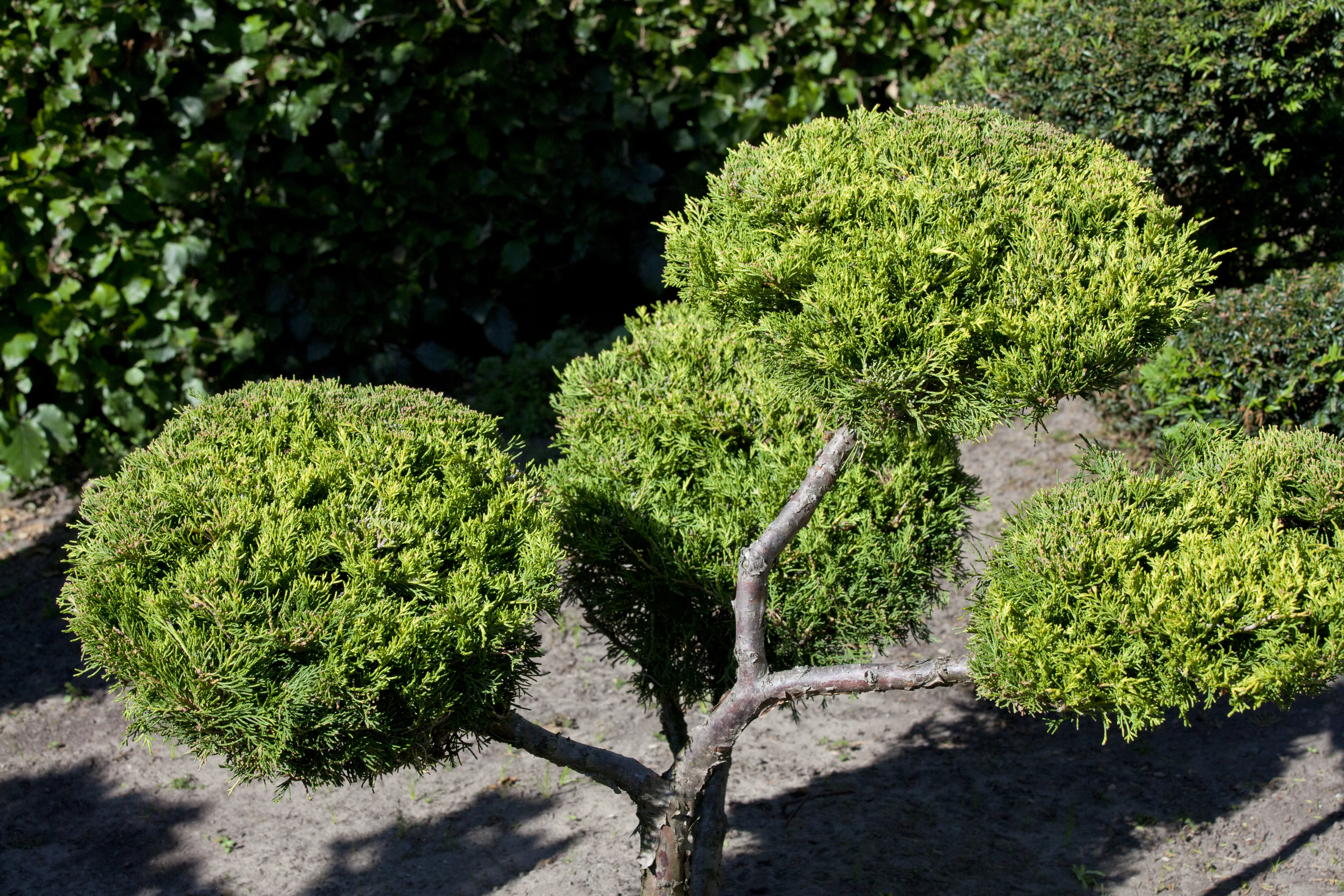 dhu thuja extern Thuja Discount Packs – Thuja Gardens