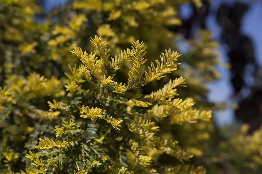 Taxus baccata 'Adpressa Aurea', Goldeibe 'Adpressa Aurea'