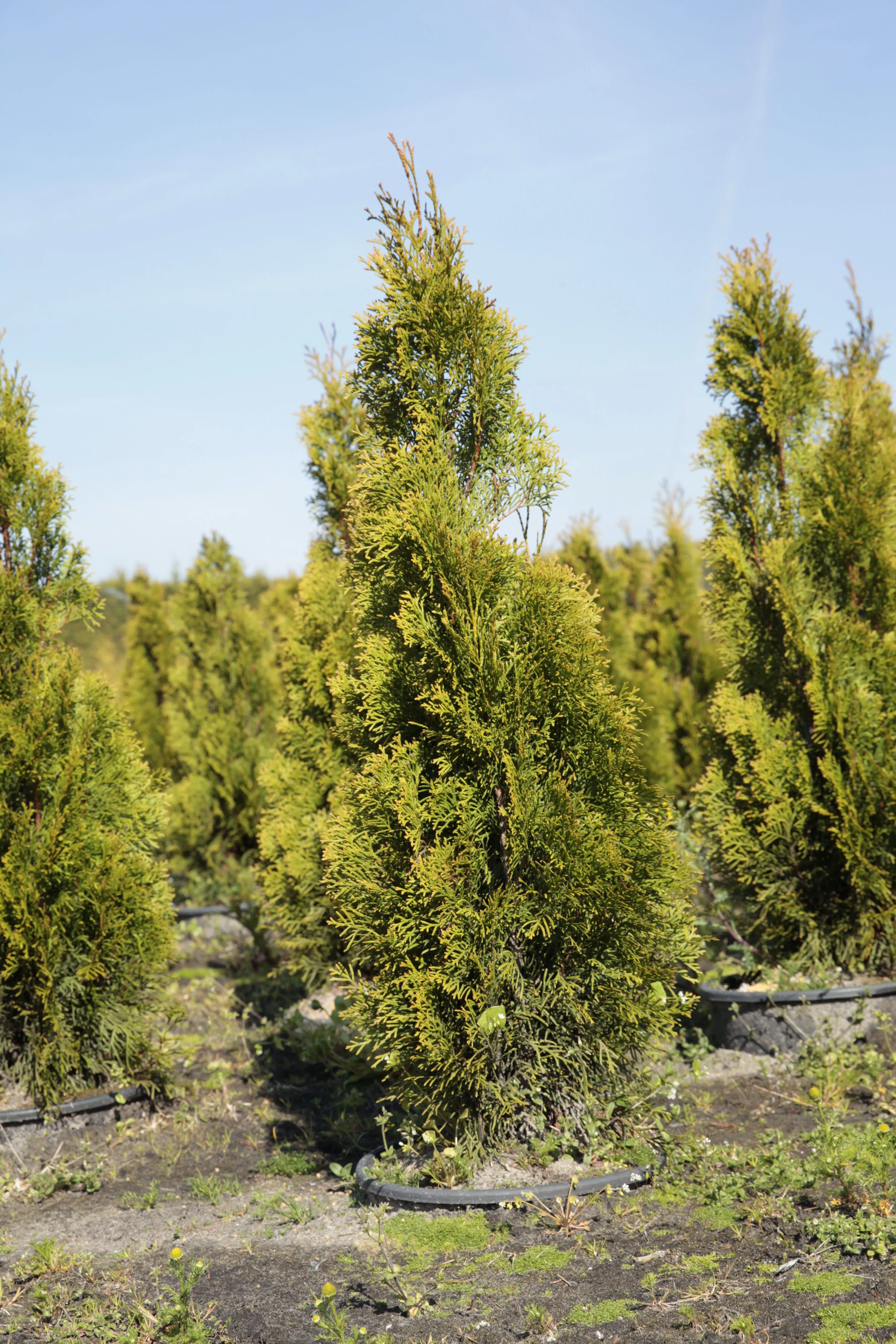 Thuja occidentalis 'Brabant', Lebensbaum 'Brabant'