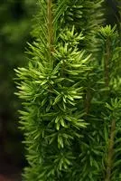 Taxus baccata 'David', Eibe 'David'
