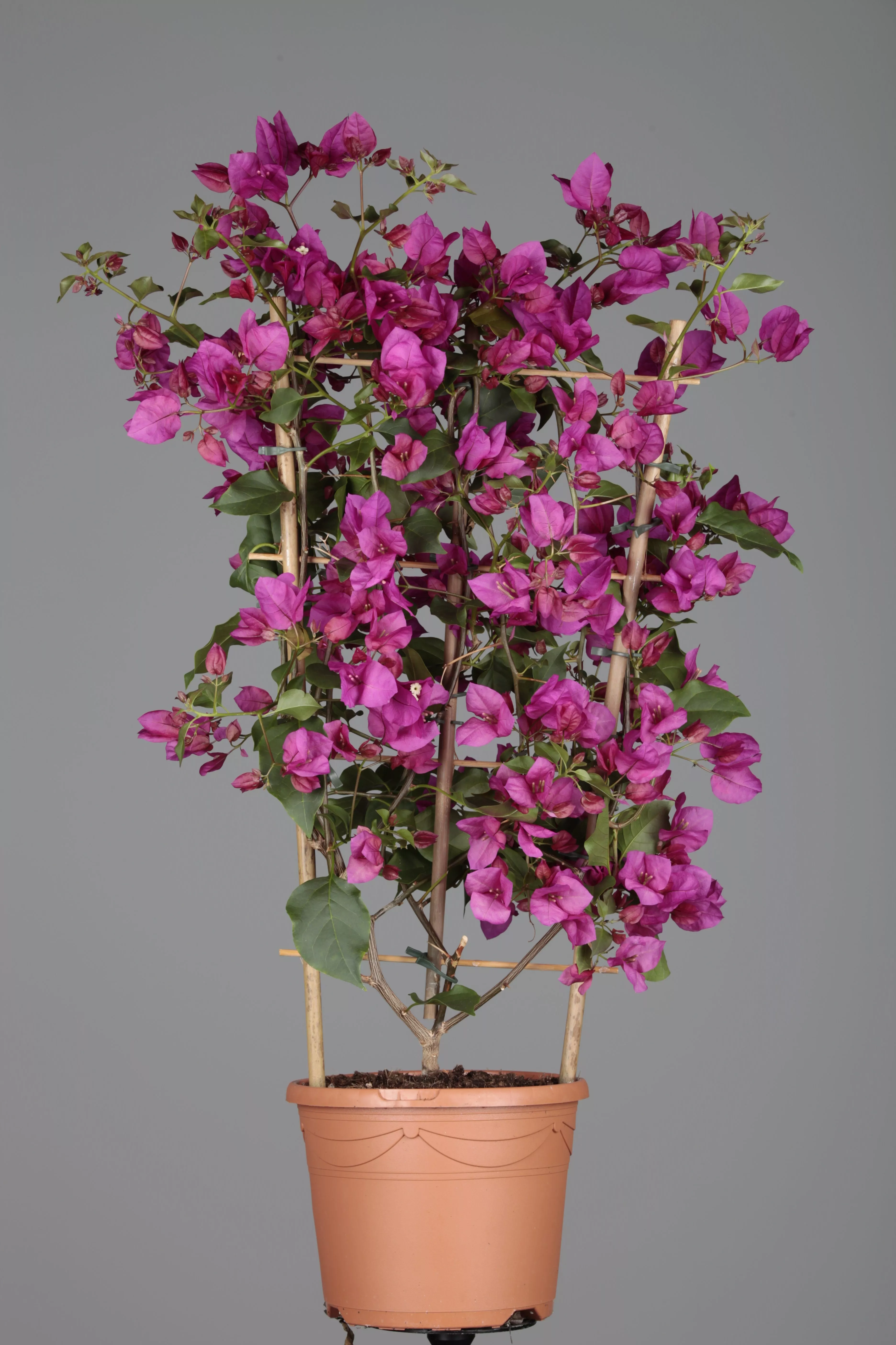 Bougainvillea glabra, Drillingsblume