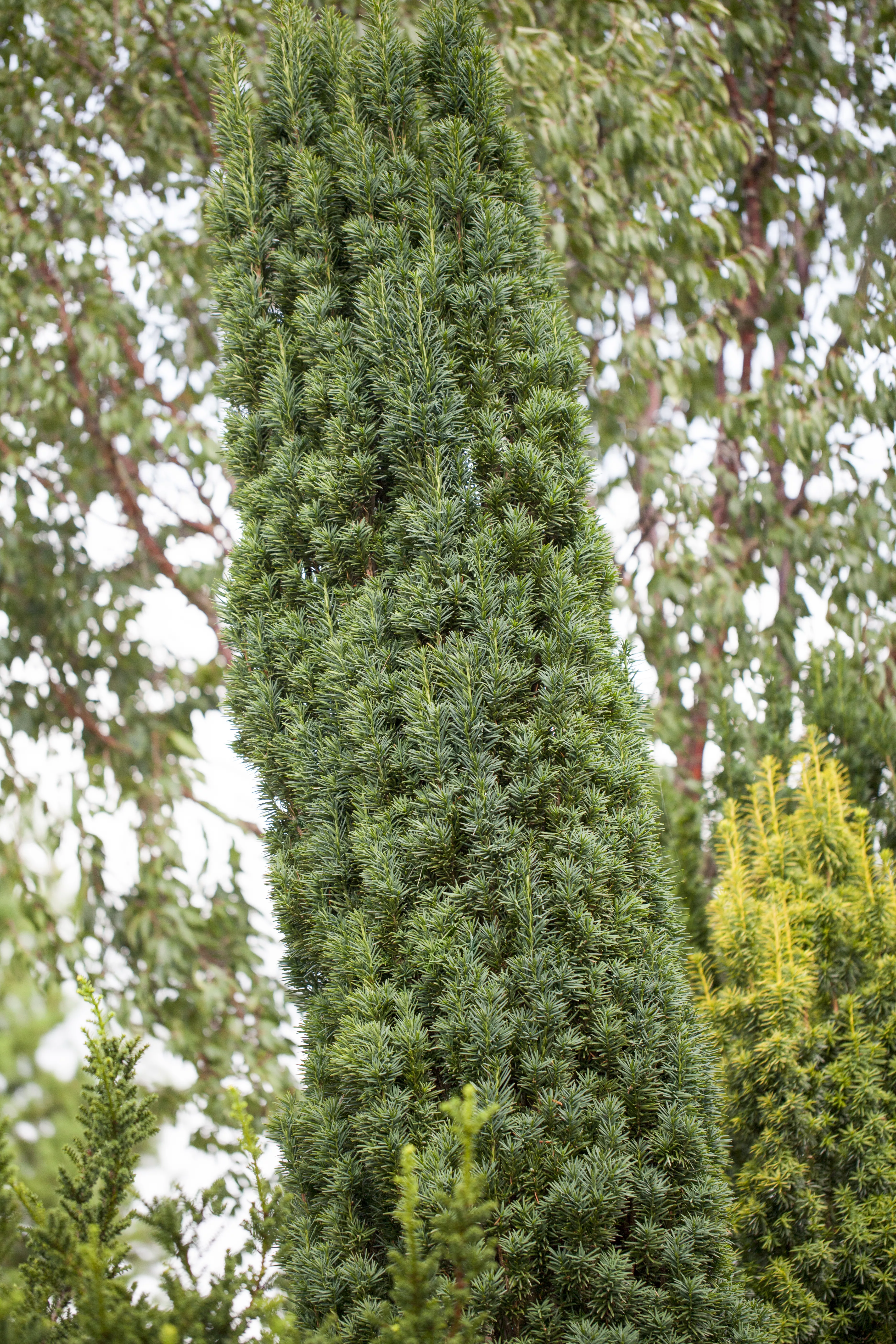 Taxus baccata 'Fastigiata Robusta', Schmale Suleneibe 'Fastigiata Robusta'