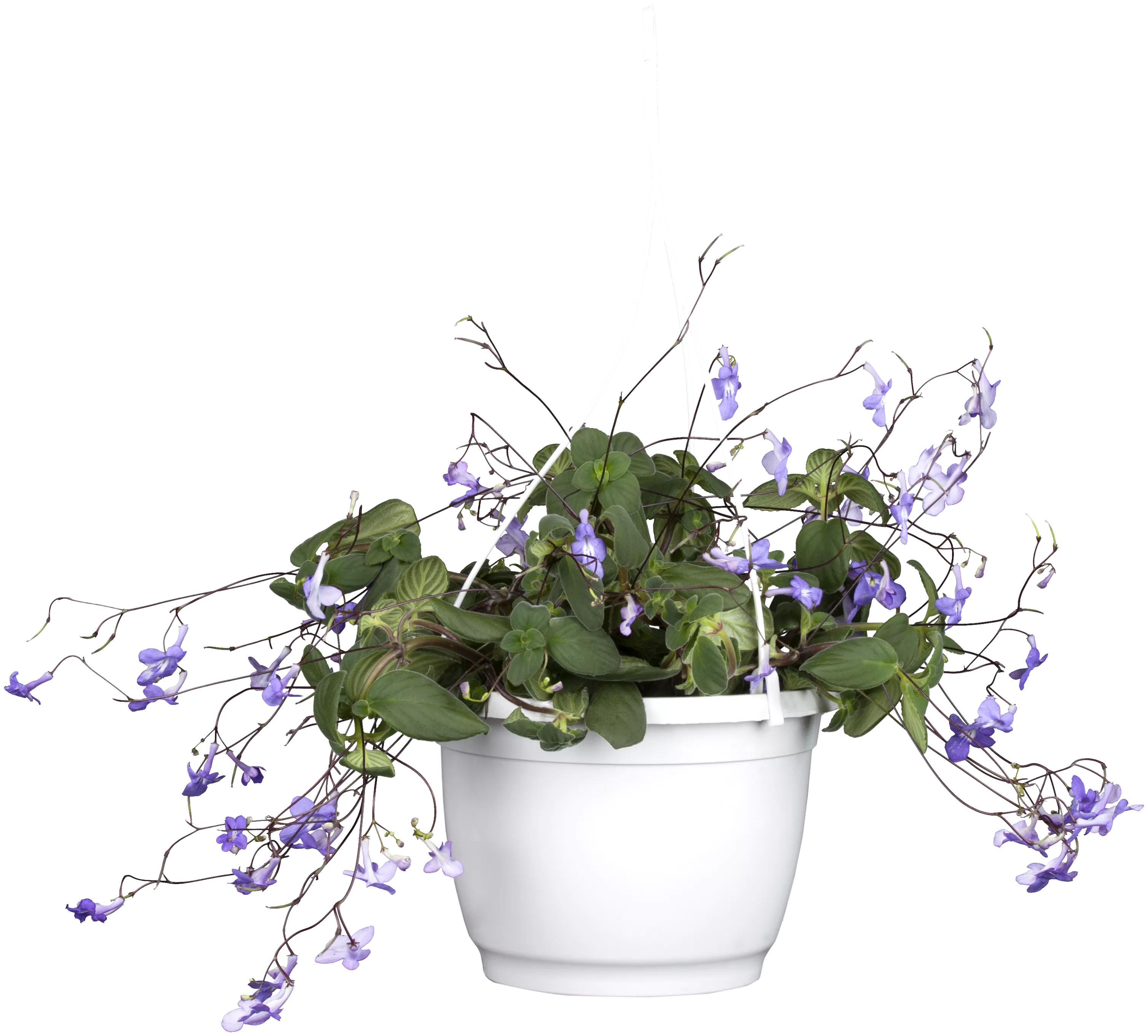 Streptocarpus saxorum, Drehfrucht