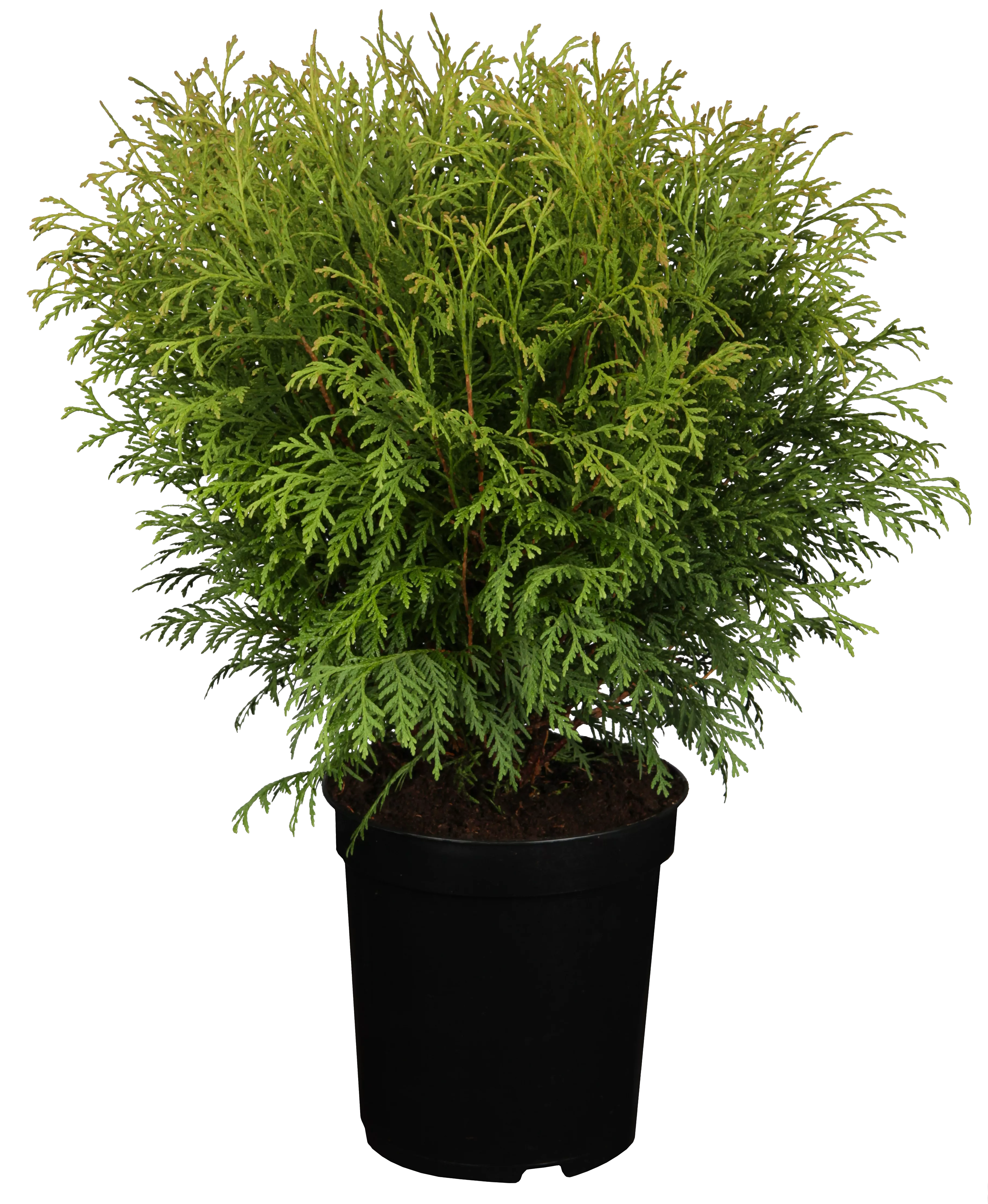 Thuja occidentalis 'Little Champion', Lebensbaum 'Little Champion'
