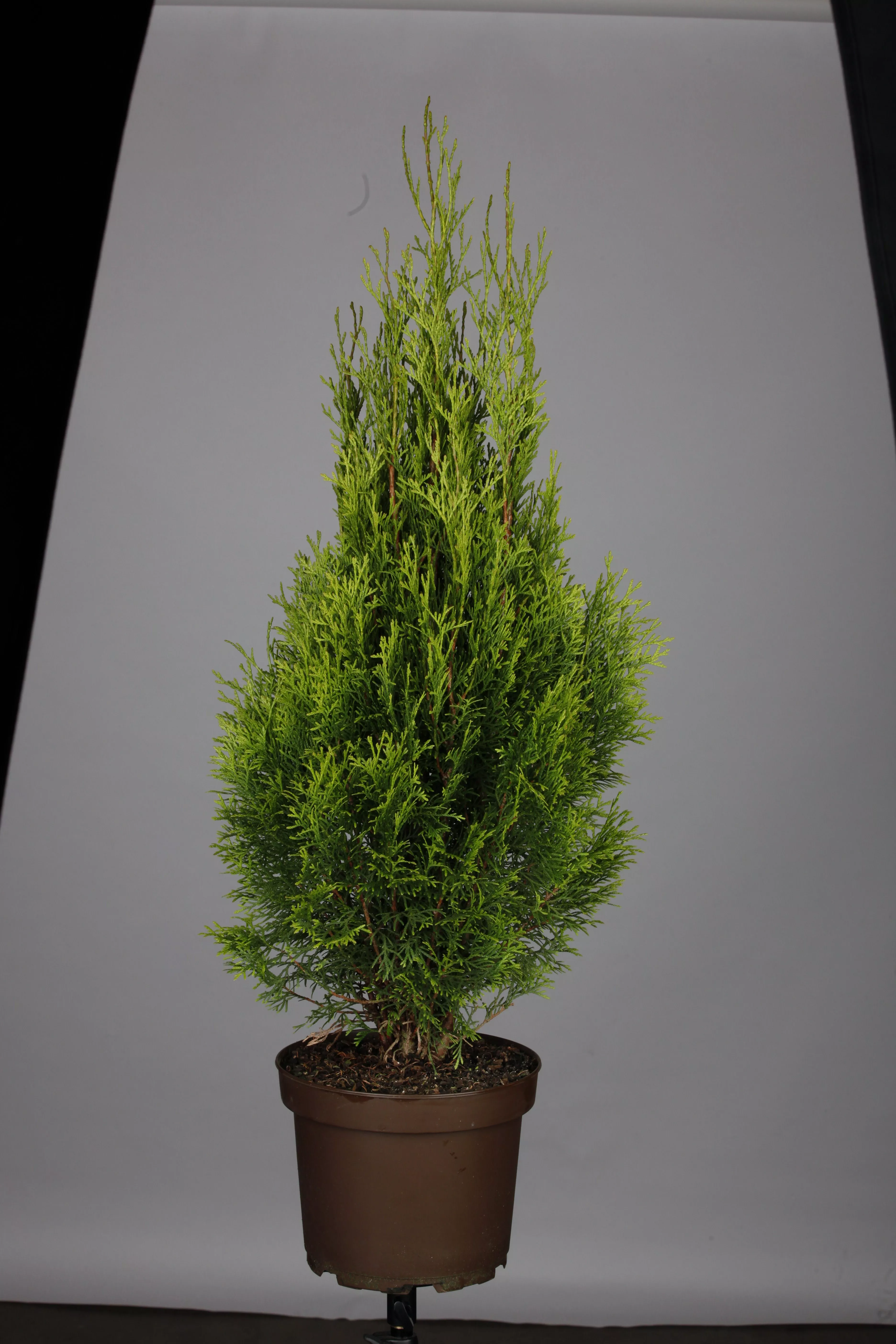Thuja occidentalis 'Smaragd', Lebensbaum 'Smaragd'