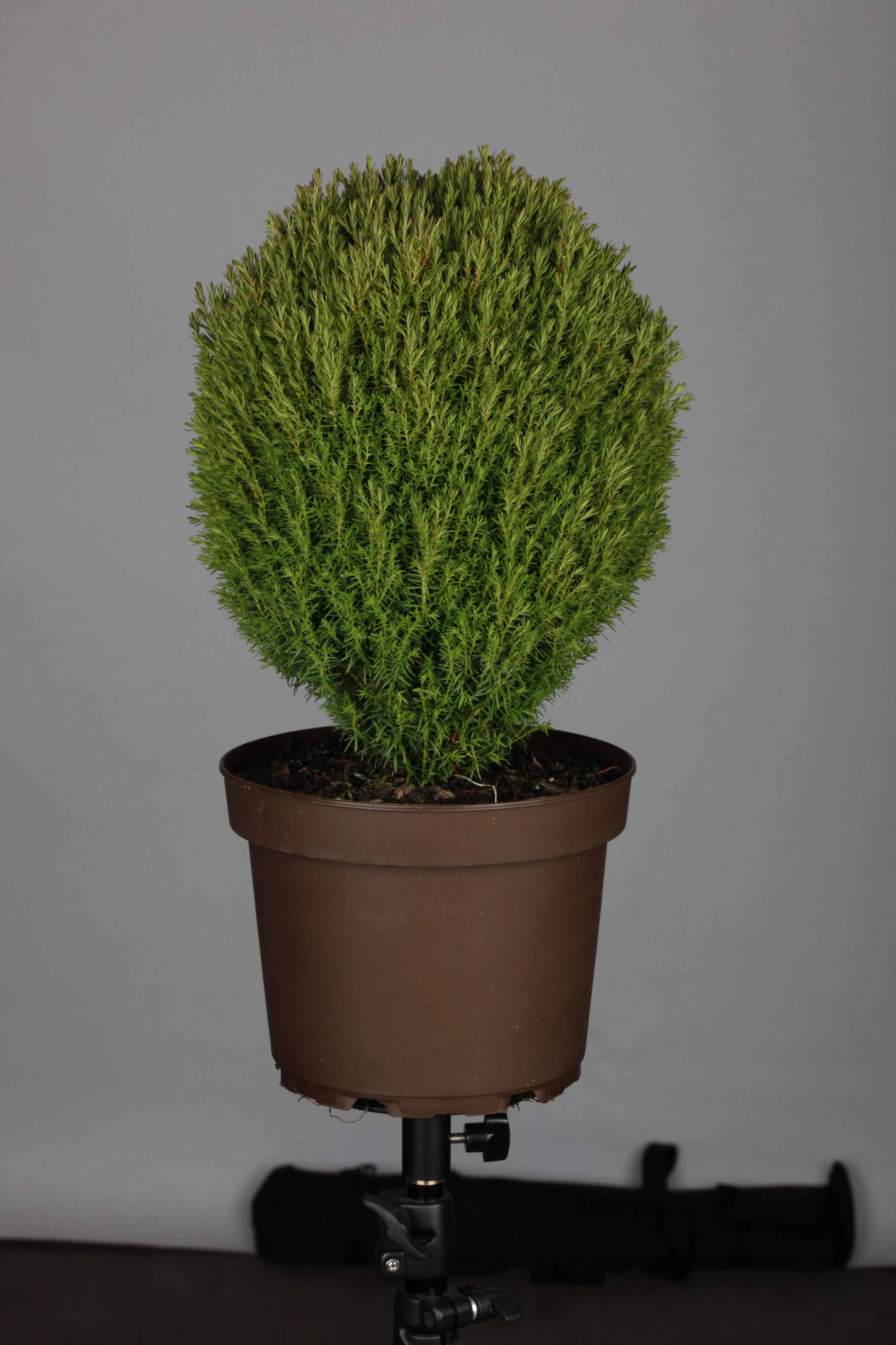 Thuja occidentalis 'Teddy', Kuschellebensbaum 'Teddy'