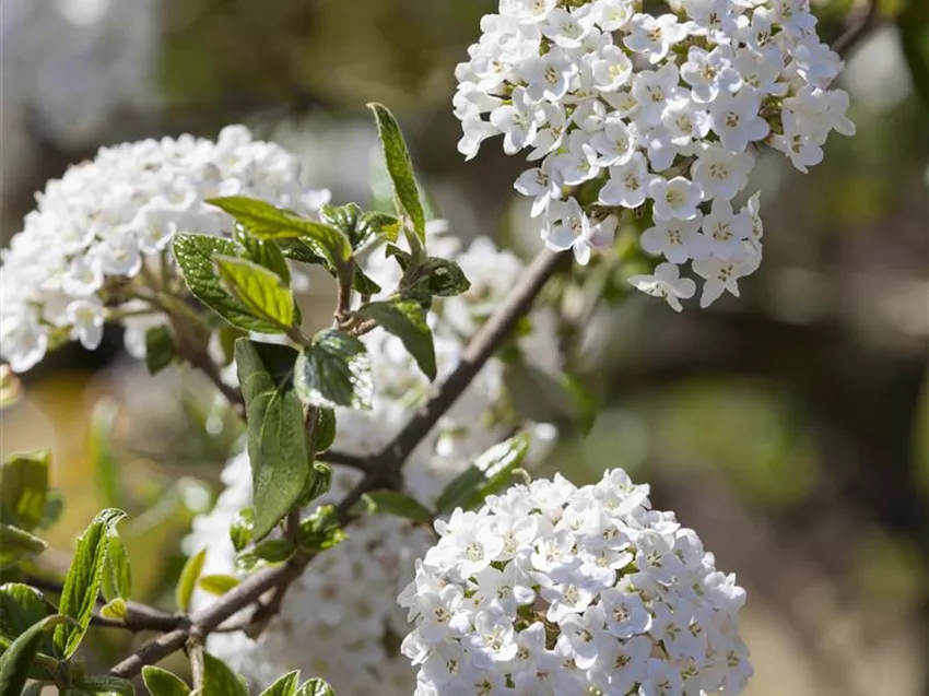 Viburnum x burkwoodii 'Anne Russell'