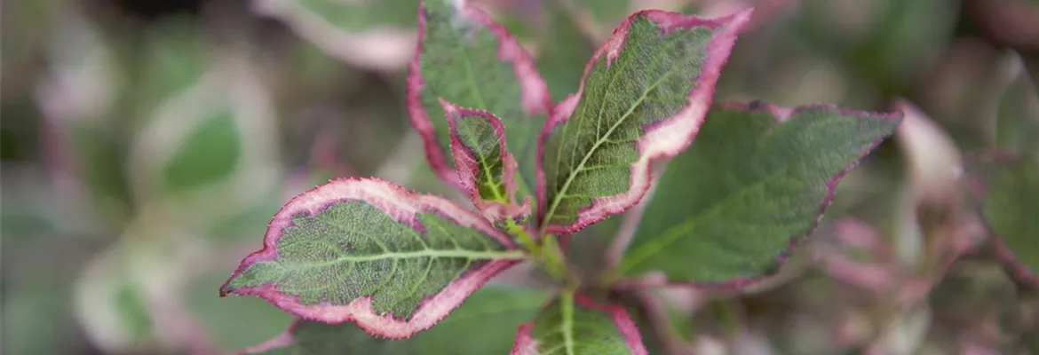 Weigela florida 'Monet'®