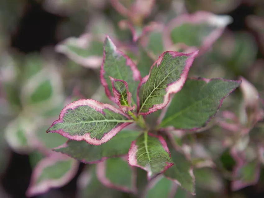 Weigela florida 'Monet'®