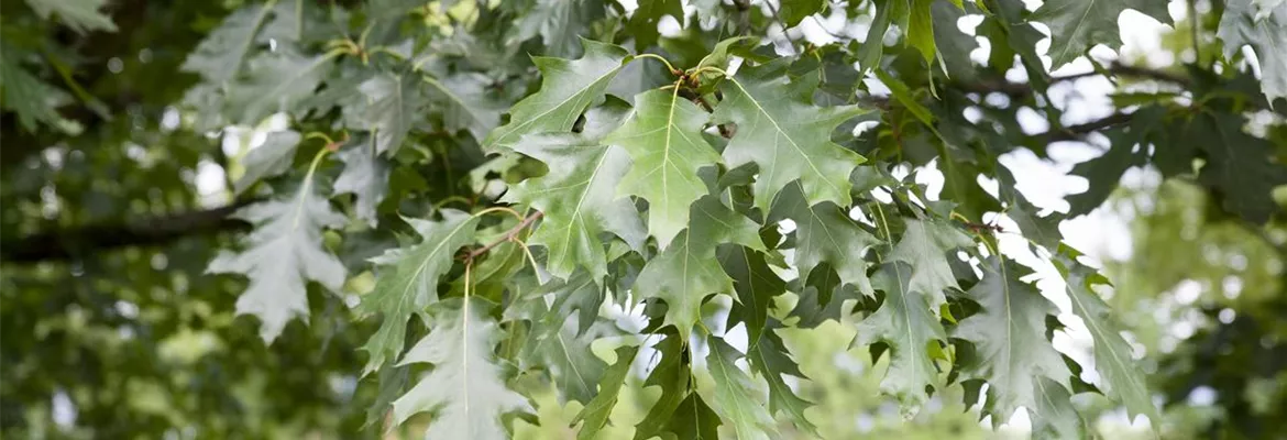 Quercus rubra