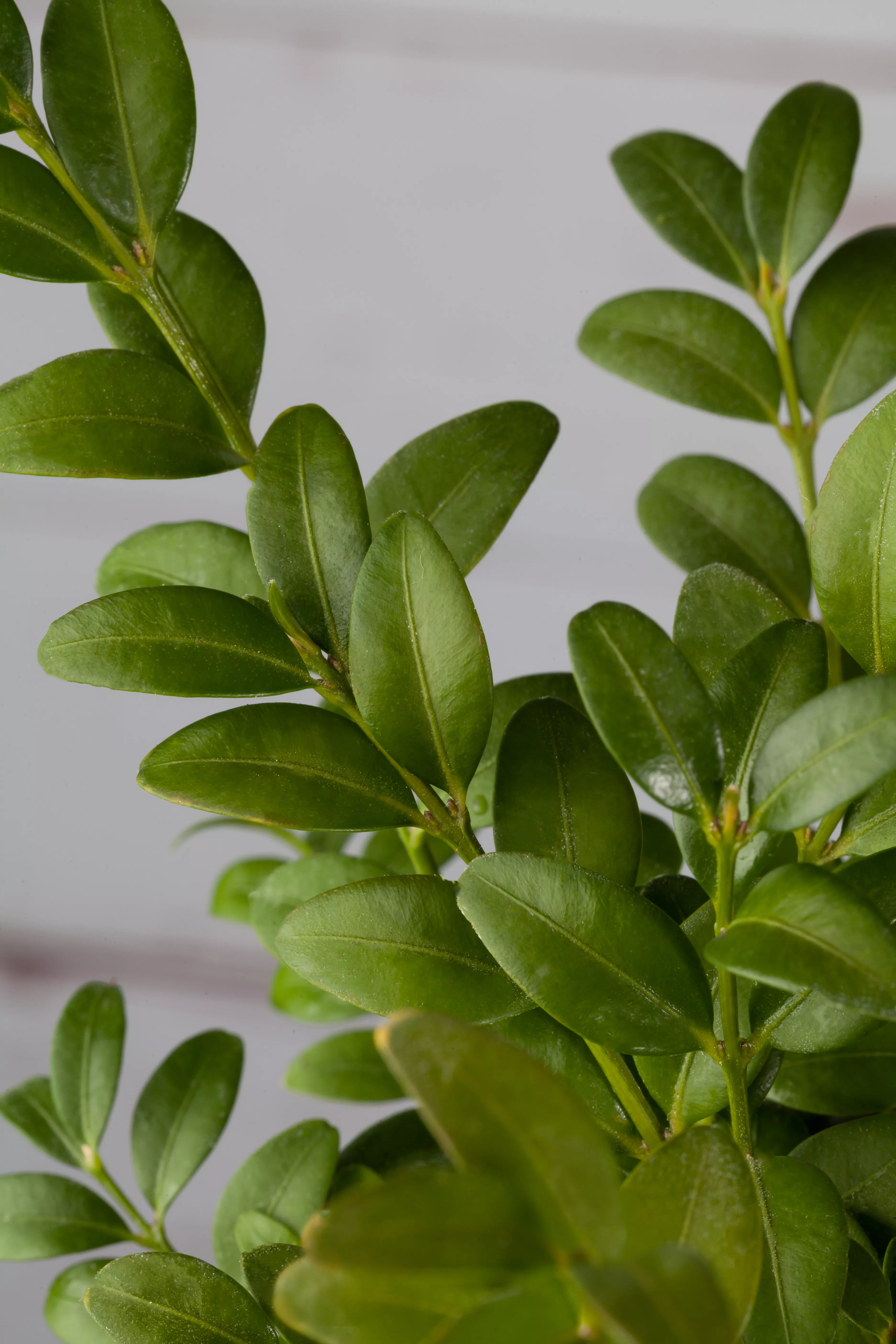 Buxus sempervirens 'Blauer Heinz', Buchsbaum 'Blauer Heinz'