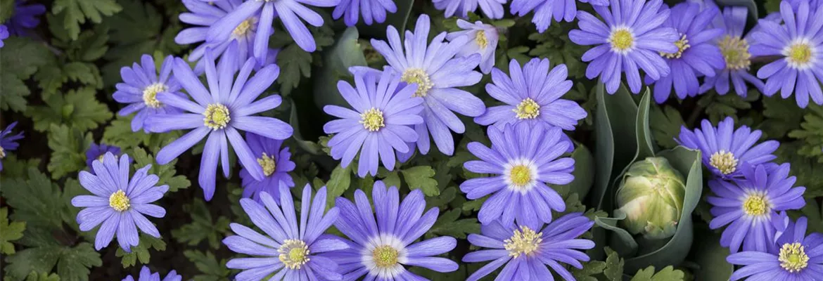 Anemonen – zarte Windröschen im Garten