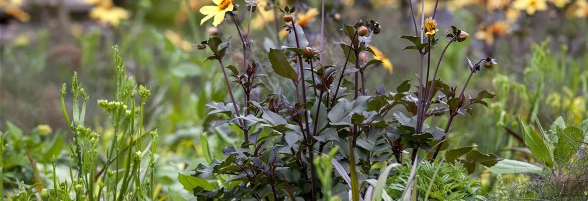 Der Boden im Blumenbeet: Vorbereitung und Pflege